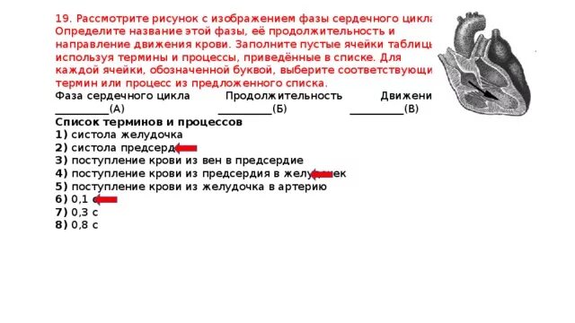 Рассмотрите рисунок с изображением фазы сердечного цикла. Фазы сердечного цикла продолжительность движение крови. фаза сердечного цикла таблица направление движения крови. рисунок с изображением фазы сердечного цикла. фазы сердечного цикла егэ биология.