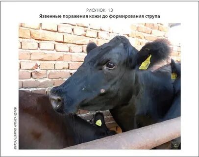 Узелковый дерматит иркутская