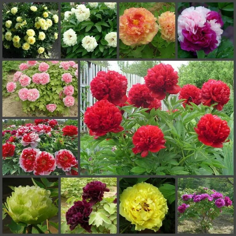 Pin by Марина Галинина. Графиня чешск on Цветы из сада Flowers, Summer flowering