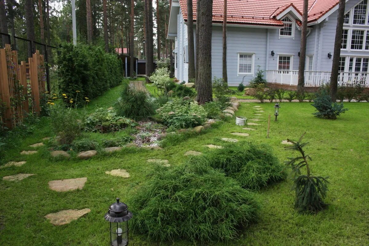 Участок хвойный лес. Сосна Кедровая изгородь. Ландшафт лесного соснового участка. Хвойный рокарий в Сосновом Бору. Ландшафт в Сосновом Бору.