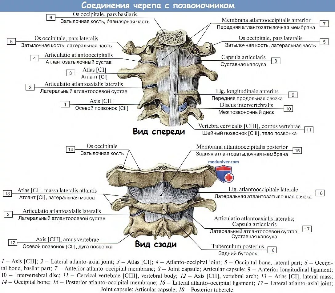 Между черепом и позвоночником. Атлантозатылочный и атлантоосевой суставы. Соединение 1 шейного позвонка с черепом. Связки атланто затылочного сустава. Соединения позвонков атланто-затылочный сустав анатомия.