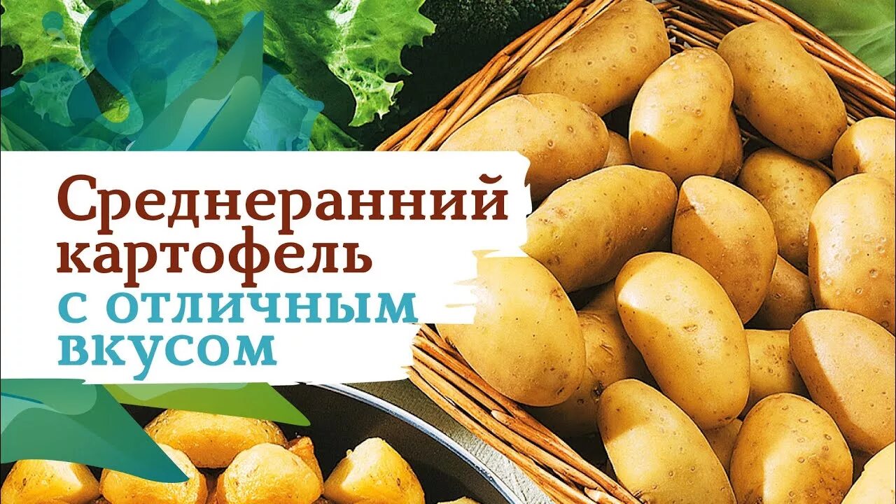 Картофель сорт горняк. Картофель семенной джелли. сорт картофеля джелли. сорт горняк картофель. сорт картофеля хозяюшка.