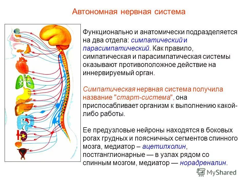 Автономный отдел. Парасимпатический отдел автономной нервной системы функции. автономный отдел нервной системы строение и функции. парасимпатический отдел вегетативной нервной системы. парасимпатическая система и симпатическая система.