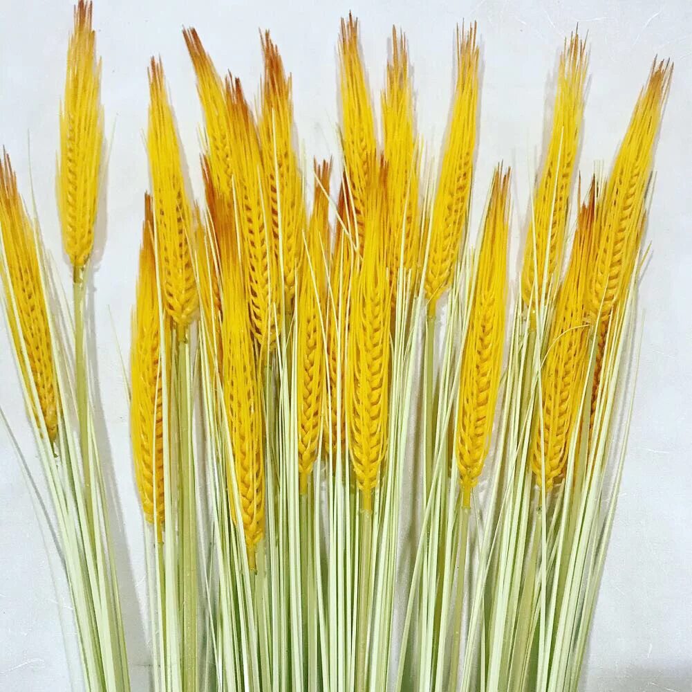 Сухая пшеница. Детский садик колосок эмблема. Зерновые культуры. Колосок пшеницы. Группа колосок в детском саду.