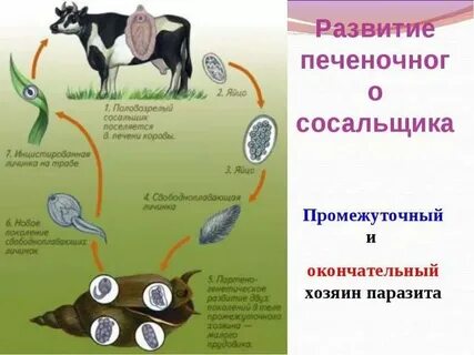 Какой организм называют основным хозяином