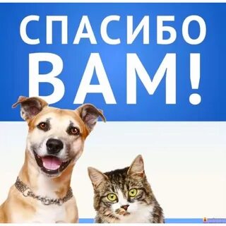 Благодарность животные