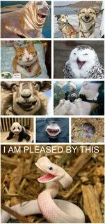 Animals around me