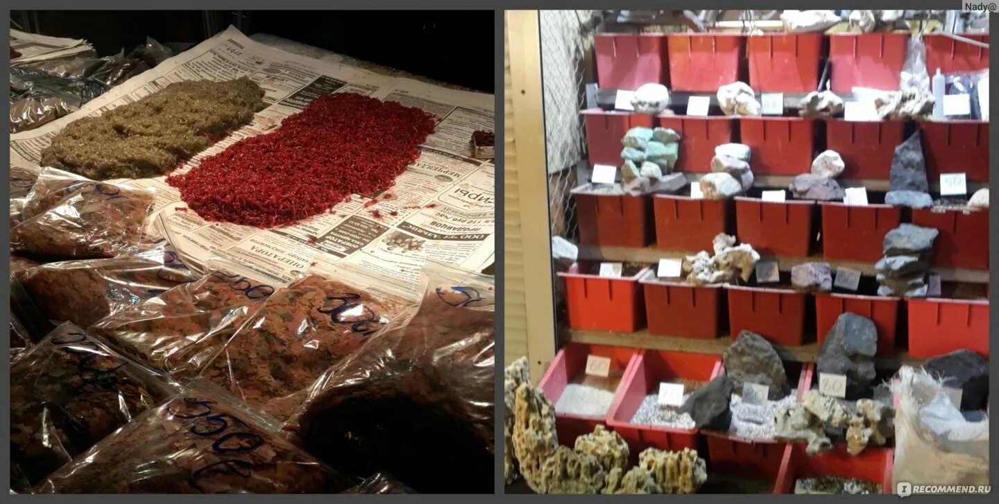 Кондратьевский рынок животных. Полюстровский птичий рынок. Птичий рынок спб полюстровский. Птичий рынок спб полюстровский. Спб кондратьевский рынок животных.