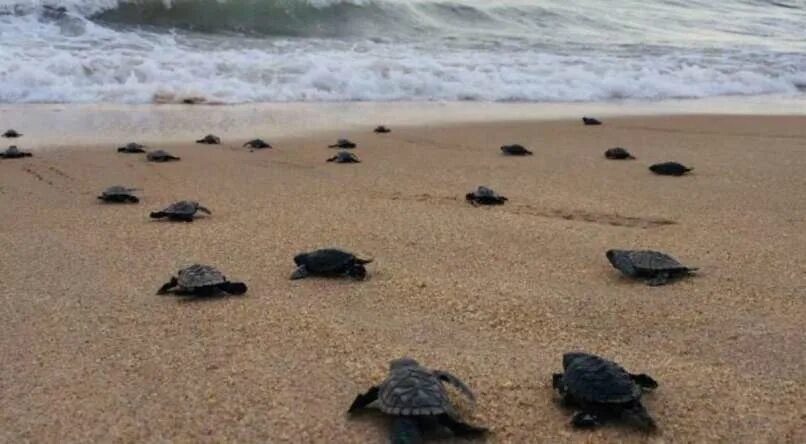 Turtle fill