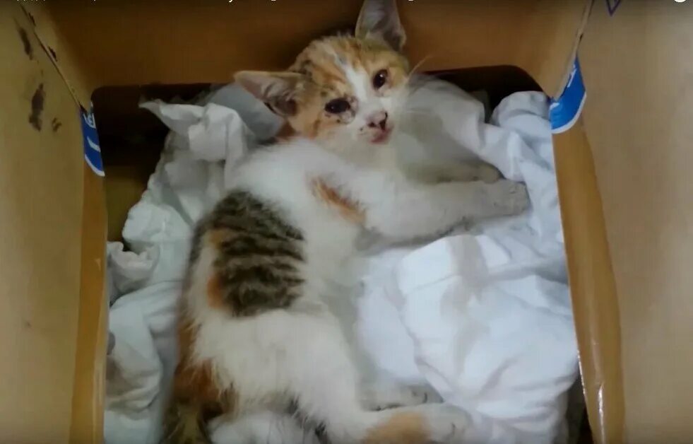 Кот который упал. Маленький котёнок упал.