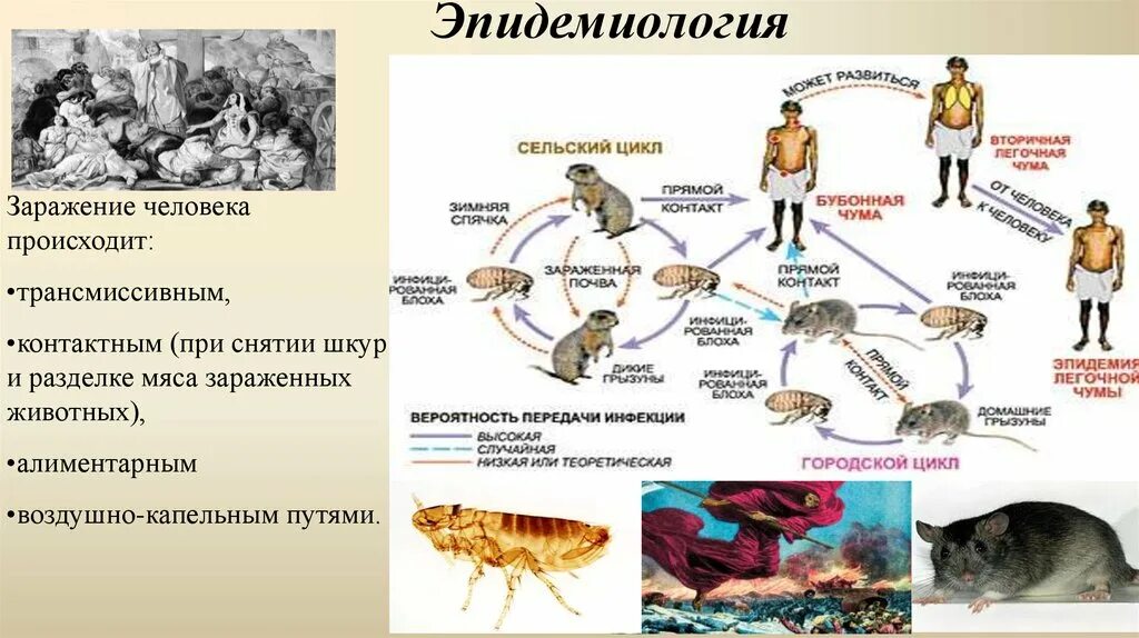 Эпидемиология чумы