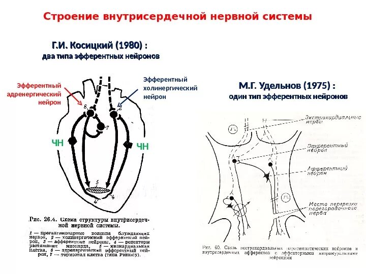 Внутрисердечные рефлексы Метасимпатическая система. Рефлекторная нервная система сердце. Интракардиальная нервная система сердца. Метасимпатическая рефлекторная дуга схема.