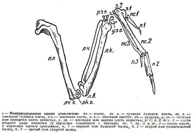 Кости верхних конечностей птиц. Строение крыла курицы кости. Строение крыла птицы скелет. Скелет крыла вороны. Строение костей крыла.