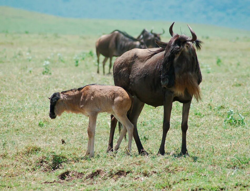 Животные антилопа гну. Нгоронгоро антилопы гну. Кратер Нгоронгоро Танзания. Детеныш антилопы гну. Антилопа гну потомство.