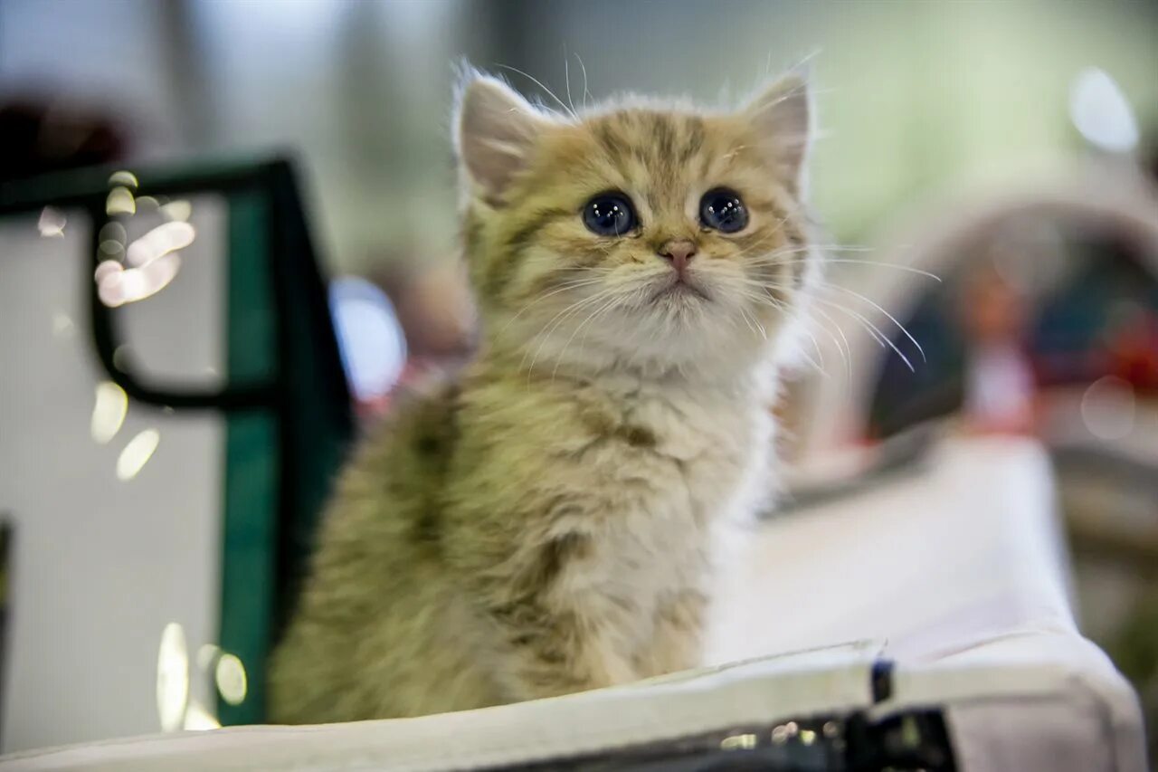 Spring cat show. Коты в России. Кошачьи России. Российский кот. Котик РФ.