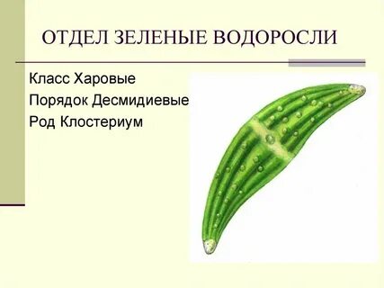 Зеленые водоросли 7 класс