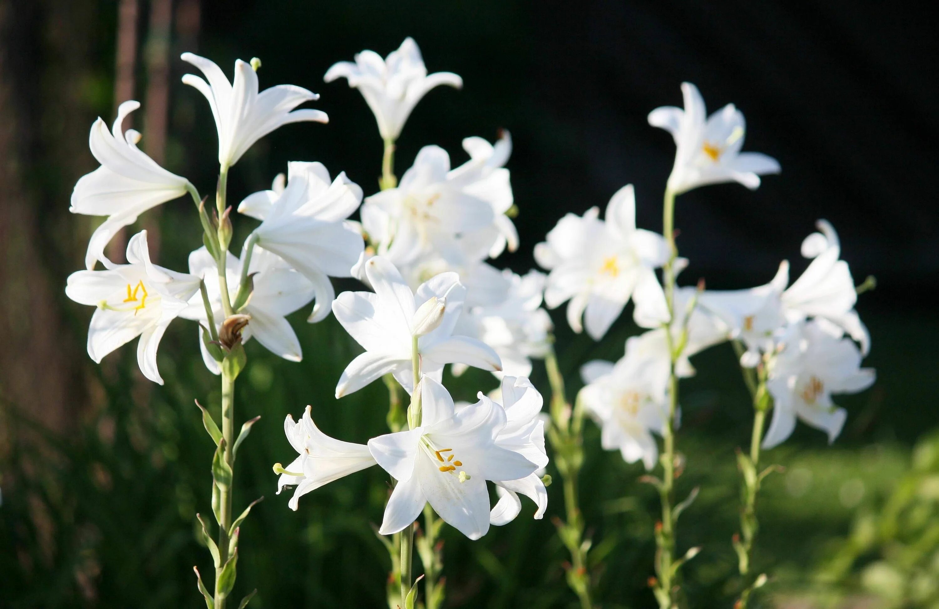 Lilium Candidum - Anglia Bulb Company Spring plants, Lilium, White gardens