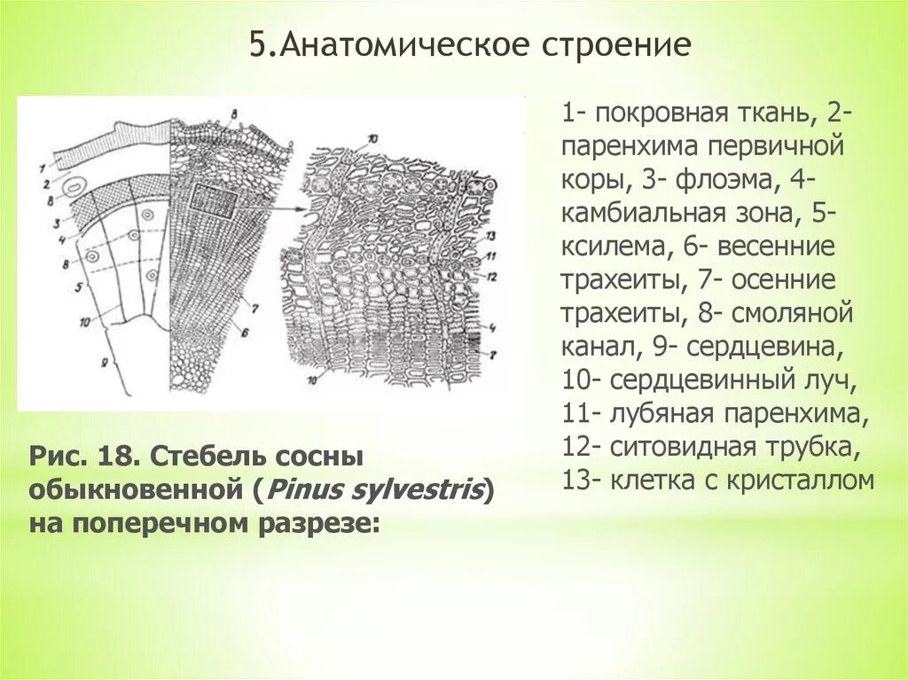 Стебель сосны обыкновенной