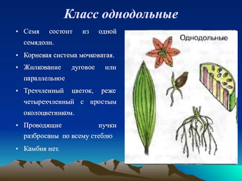 Тип корневой системы у лилейных