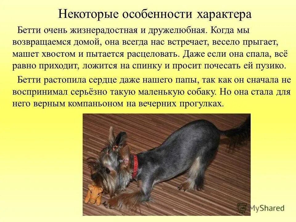 Проект про добермана. Рассказать о любимой собаке. Проект моя собака. Мини сочинение на тему собака. Немецкая овчарка грайф.