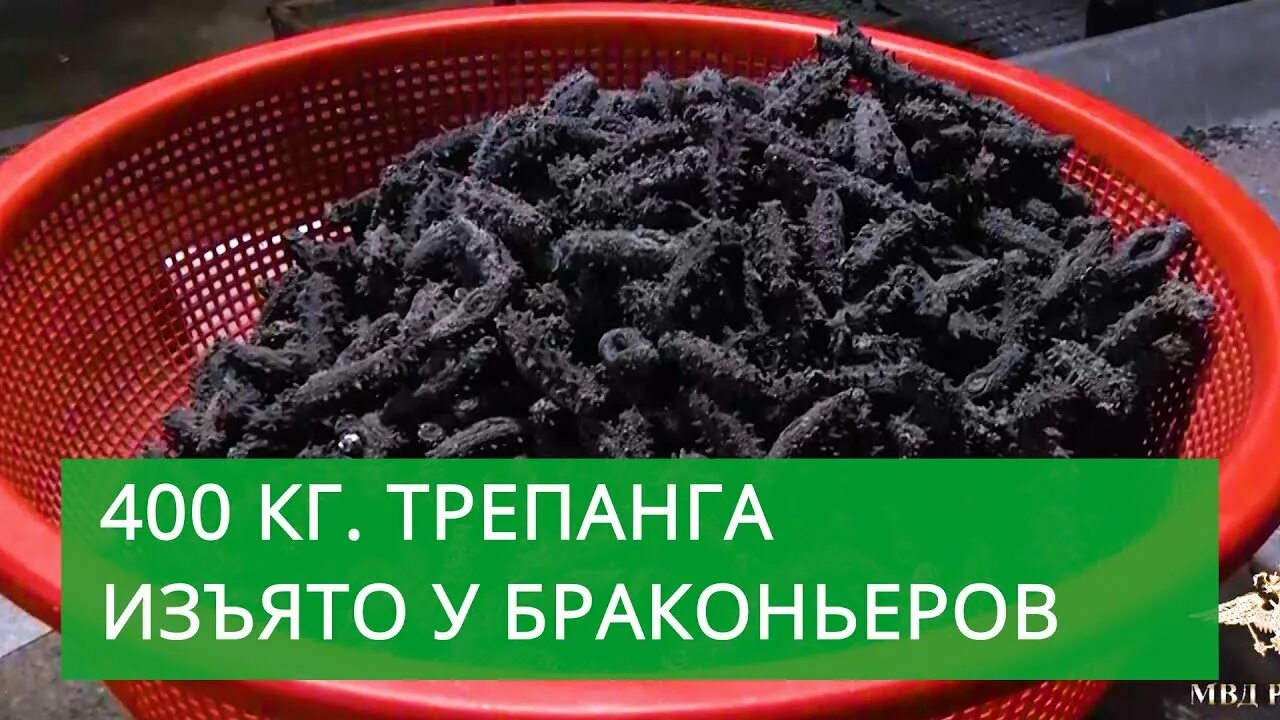 Дальневосточный трепанг. Трепанг есть позвоночник. Рок группы корея. Сквот ночной клуб. Шоу группа трепанга.