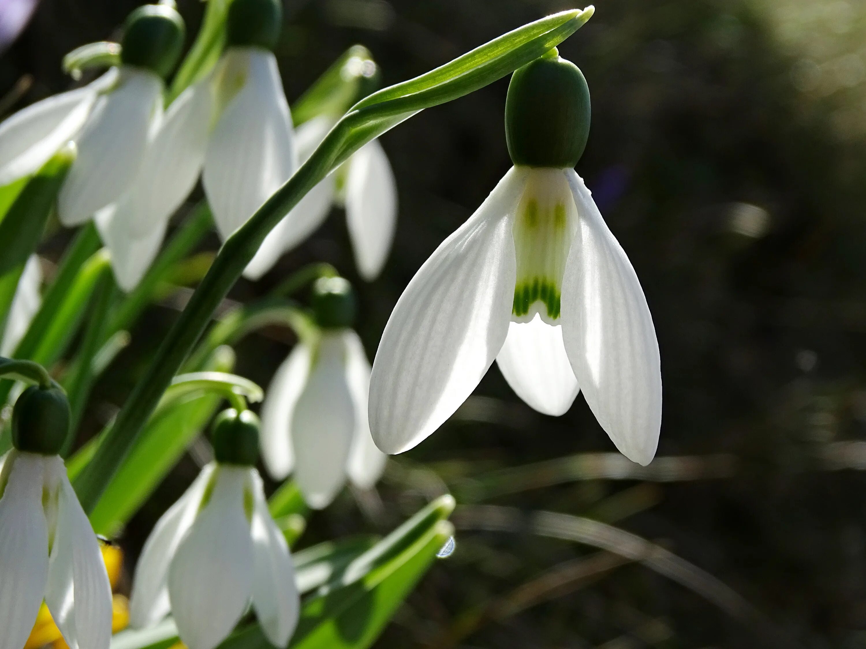 Фото подснежника крупным. Подснежников (Galanthus. Галантус белоснежный. Подснежник белоснежный Galanthus nivalis. Галантус широколистный.