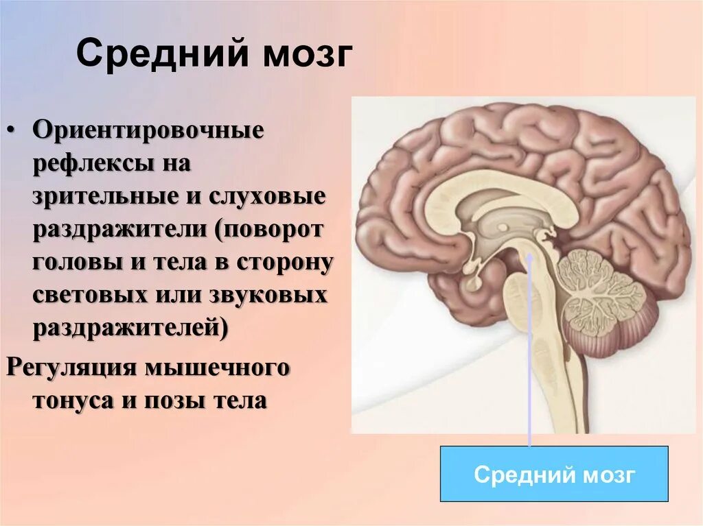 Центры ориентировочных рефлексов человека находятся в. Средний мозг. Средний мозг картинка. За что отвечает средний мозг. Средний мозг функции.