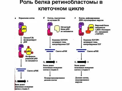 Для наработки белков человека часто используются клетки