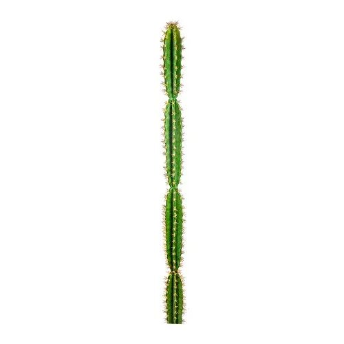 Cactus 150. Искусственные кактусы в хофф. Кактус искусственный купить. Купить искусственный Кактус большой белый. Искусственный Кактус 150 см в горшке купить.