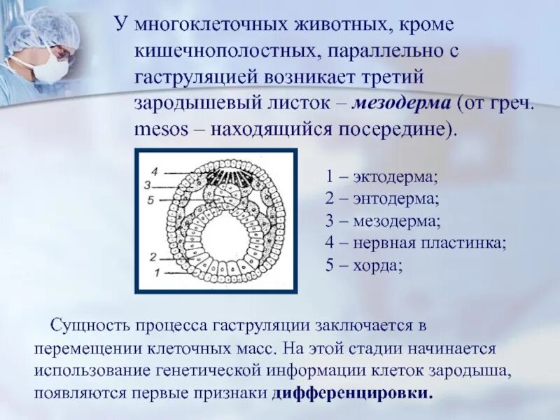 Признаки дифференцировки клеток зародыша появляются