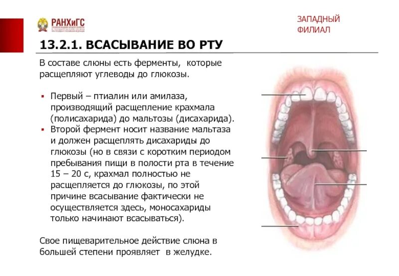 Ротовая полость продукт. Всасывание в ротовой полости. Механизм всасывания в ротовой полости. Ротовая полость всасываемые вещества. Вещества всасывающиеся в ротовой полости.