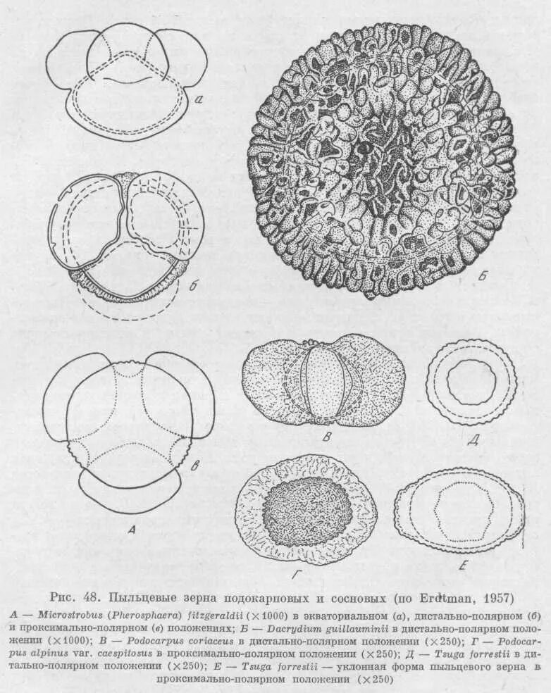 Пыльцевое зерно голосеменных. Пыльцевые зерна медоносных растений. Строение пыльцевого зерна сосны. Пыльцевое зерно сосны обыкновенной.