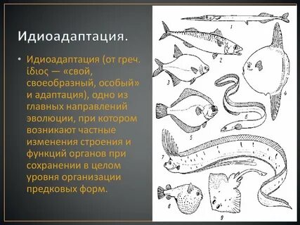 Идиоадаптации червей