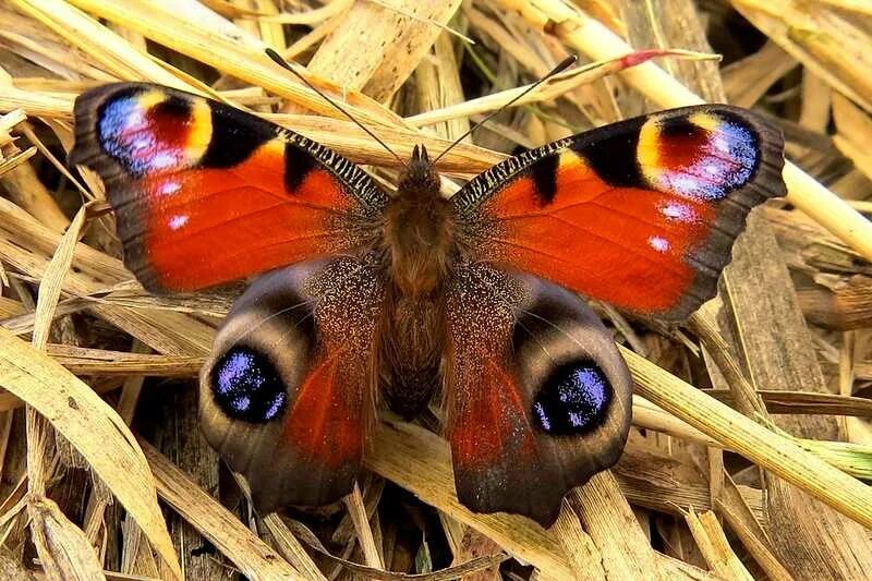 Название самых красивых бабочек. Павлиний глаз малый ночной. Красивые бабочки. Редкие бабочки. Самая красивая бабочка в мире.