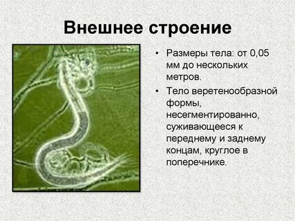 Круглые черви форма тела