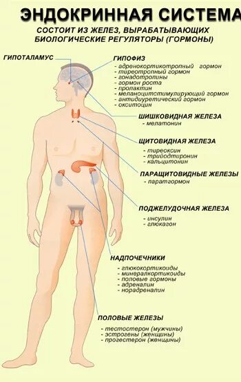 Эндокринная система. Заболевания гормональной системы. Болезни эндокринной системы. Симптомы эндокринной системы.