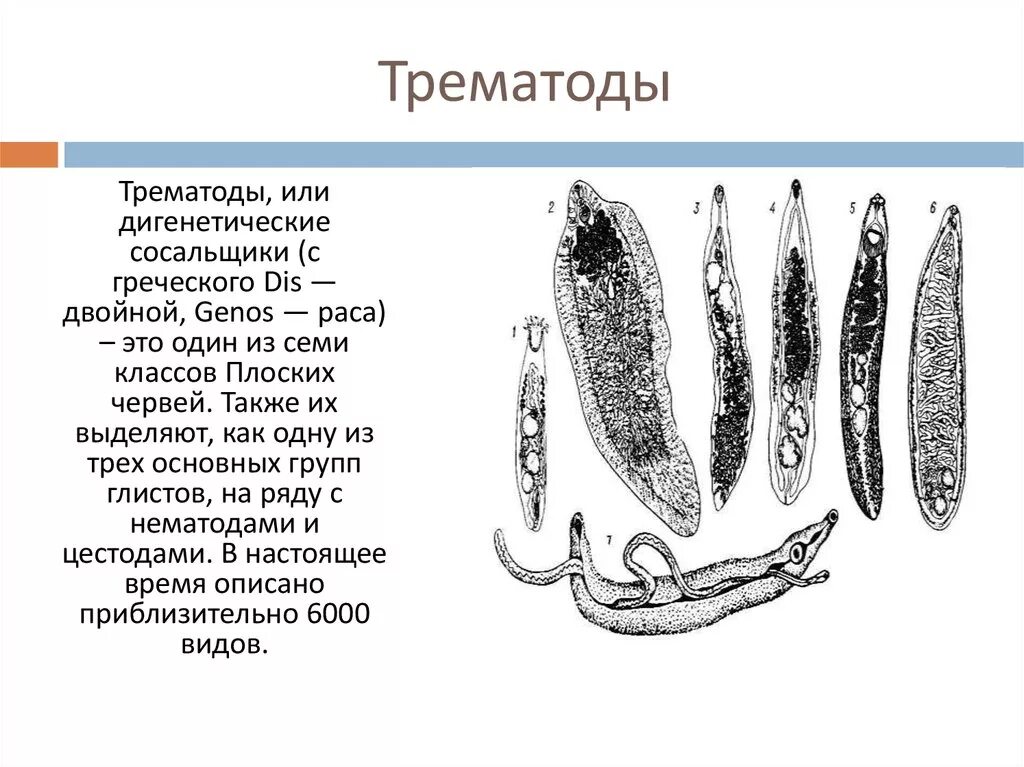 К гельминтам класса трематоды относятся. Тип плоские черви сосальщики. Паразитические плоские черви: дигенетические сосальщики. Класс сосальщики паразитические черви. Сосальщик какой тип