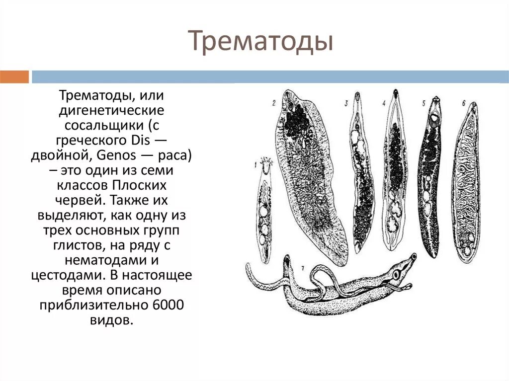 Сосальщик какой тип. К гельминтам класса трематоды относятся. тип плоские черви сосальщики. паразитические плоские черви: дигенетические сосальщики. класс сосальщики паразитические черви.