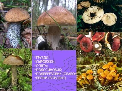 Подберезовик подосиновик гриб сыроежка