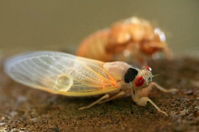 Цикада это толковый словарь. Отряд равнокрылые хоботные. Цикада лексическое значение. Цикада лексическое значение. Отряд равнокрылые тля.