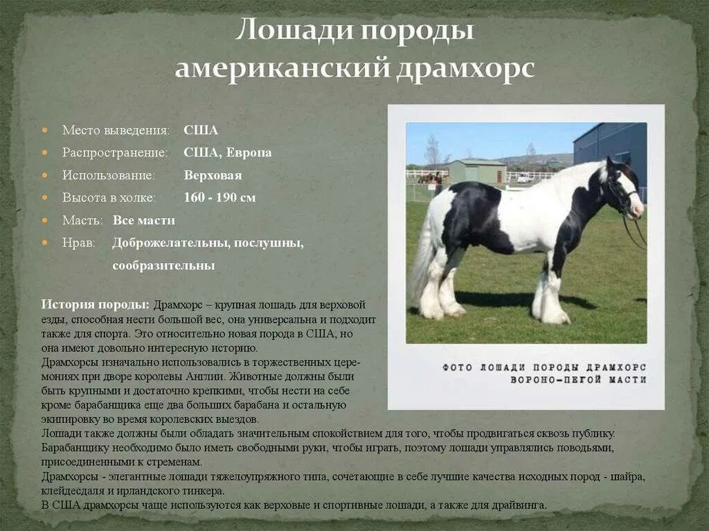 Описание лошадки