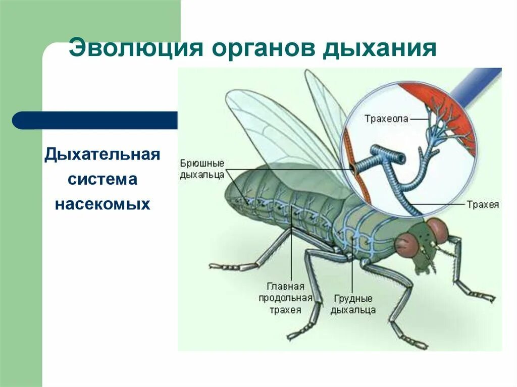 Какие животные дышат с помощью легких