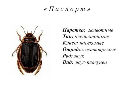 Укажи жука