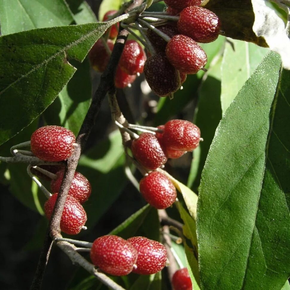 Шефердия описание сорта фото отзывы. Elaeagnus umbellata. канадская облепиха шефердия. elaeagnus umbellata растение. шефердия лох серебристый.