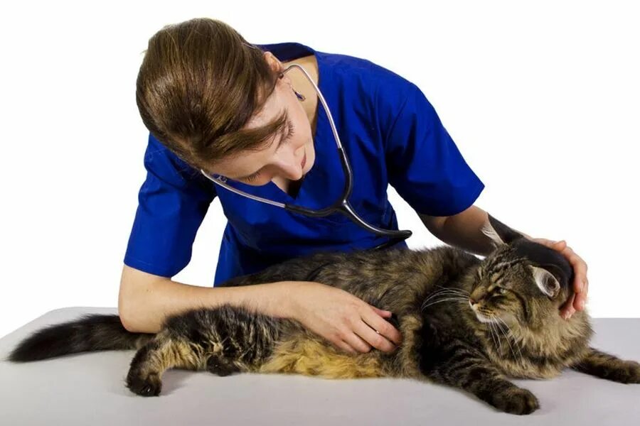 Обследование кошек. Ветеринар с кошкой. Осмотр кошки. Котенок у ветеринара. Лечебный кот.