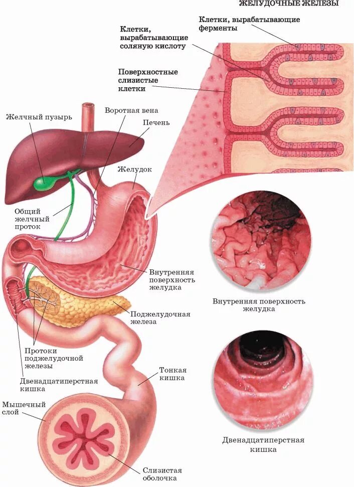 Пищеварение в желудке строение. Строение желудочной железы. Процесс пищеварения в желудке. Пищеварение в желудке и кишечнике 8 класс. Строение желудка биология