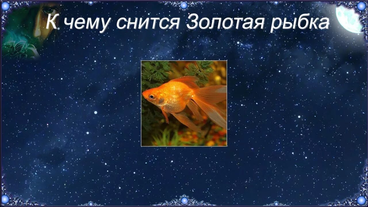 К чему снятся золотые рыбки. Приснилась рыбка Золотая. Видеть во сне золотую рыбку. Сонник Золотая рыбка. Золото сонник толкование снов