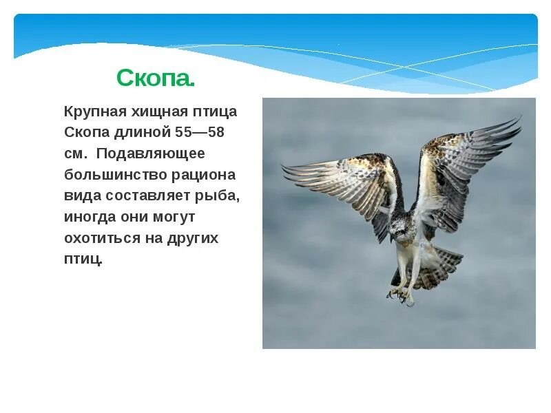 Орел птица сообщение. Скопа описание. Красная книга Югры птицы. Скопа птица описание. Скопа хищная птица.