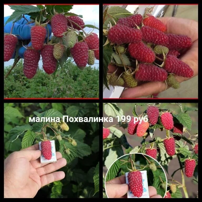 Купить Малина ремонтантная Похвала - Малина - GardenPlants
