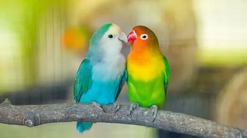 Love birds
